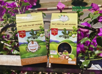 Bảo vệ thương hiệu Mắc ca Tuy Đức trước nạn hàng giả, hàng nhái