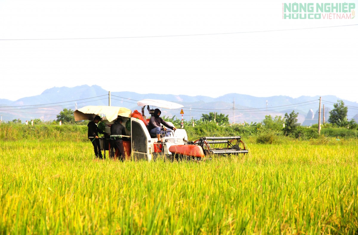 Nghệ An phấn đấu gieo trồng 31.271 ha cây trồng vụ Đông năm 2026