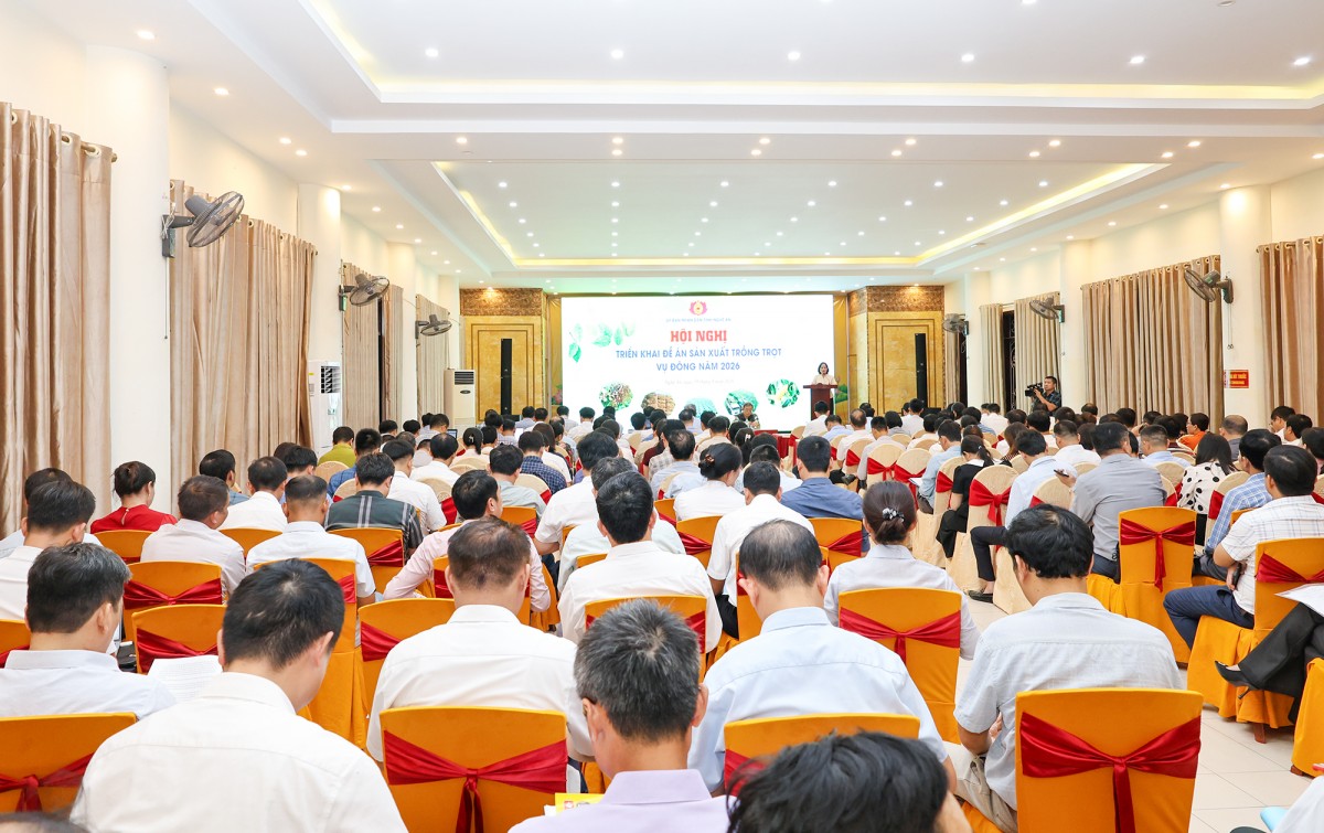 Nghệ An phấn đấu gieo trồng 31.271 ha cây trồng vụ Đông năm 2026