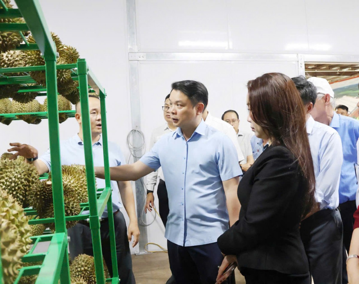 Tăng cường công tác truy xuất nguồn gốc sầu riêng xuất khẩu sang thị trường Trung Quốc