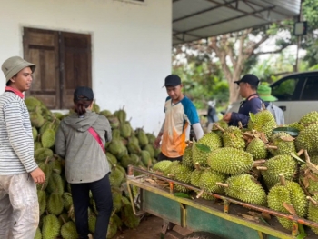 Đắk Lắk: Thêm gần 200 mã vùng trồng và đóng gói sầu riêng xuất khẩu chính ngạch