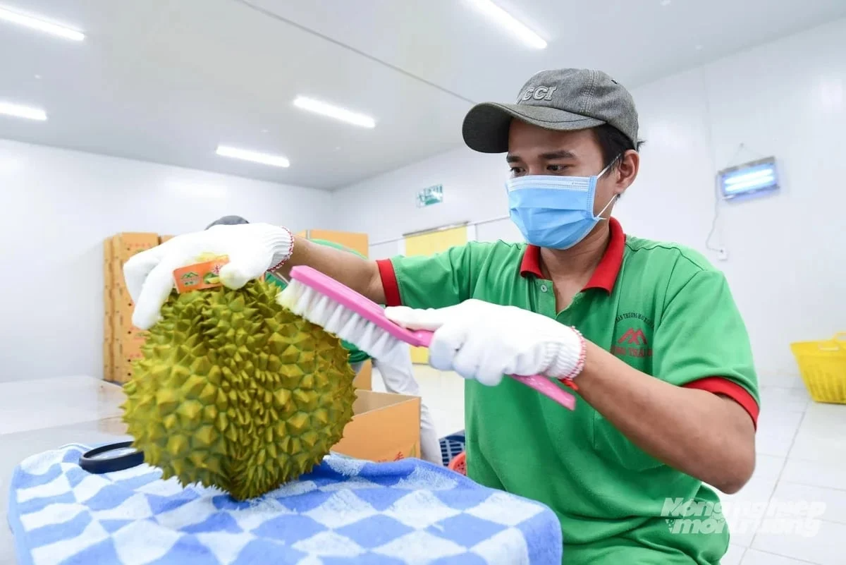 Thêm 401 vùng trồng, 166 cơ sở đóng gói sầu riêng được Trung Quốc phê duyệt