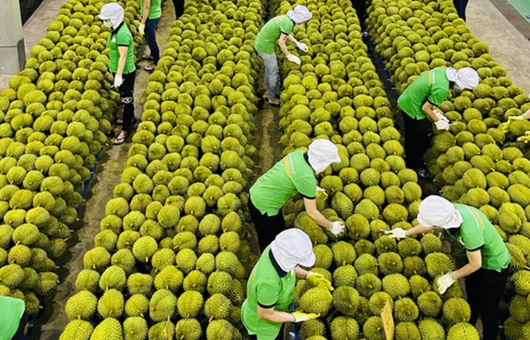 Gỡ "điểm nghẽn" ngành hàng sầu riêng hướng tới xuất khẩu bền vững