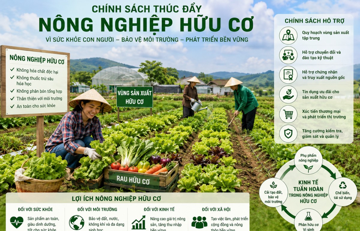 Thiết kế chính sách trong phát triển nông nghiệp hữu cơ