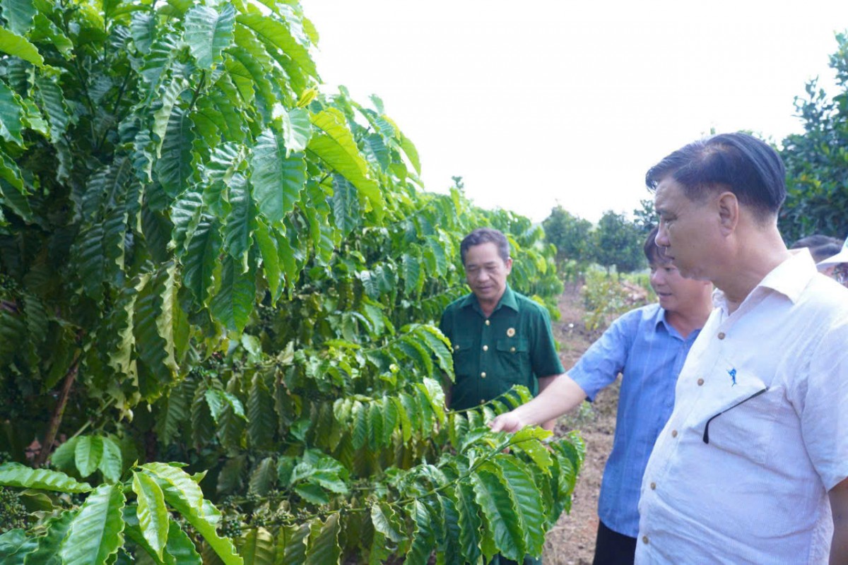 Đồng Nai: Xã Bom Bo đẩy mạnh ứng dụng khoa học kỹ thuật, phát triển nông nghiệp bền vững
