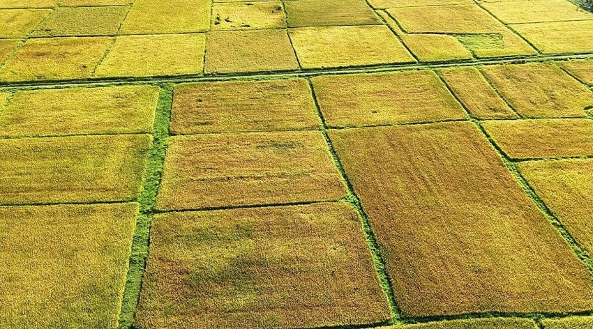 Hà Tĩnh: Nông dân điêu đứng vì lúa hè thu mất mùa do hạt lép