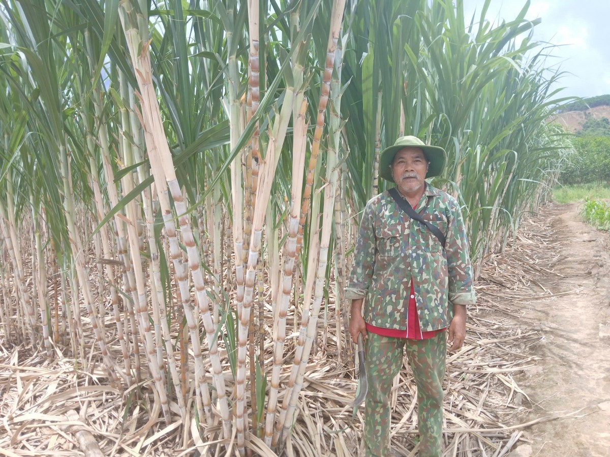 Mô hình trồng mía lấy nước của ông Hồ Văn Nhôi đang cho thu hoạch, mang lại nguồn thu ổn định cho gia đình tại xã Khâm Đức, thành phố Đà Nẵng.