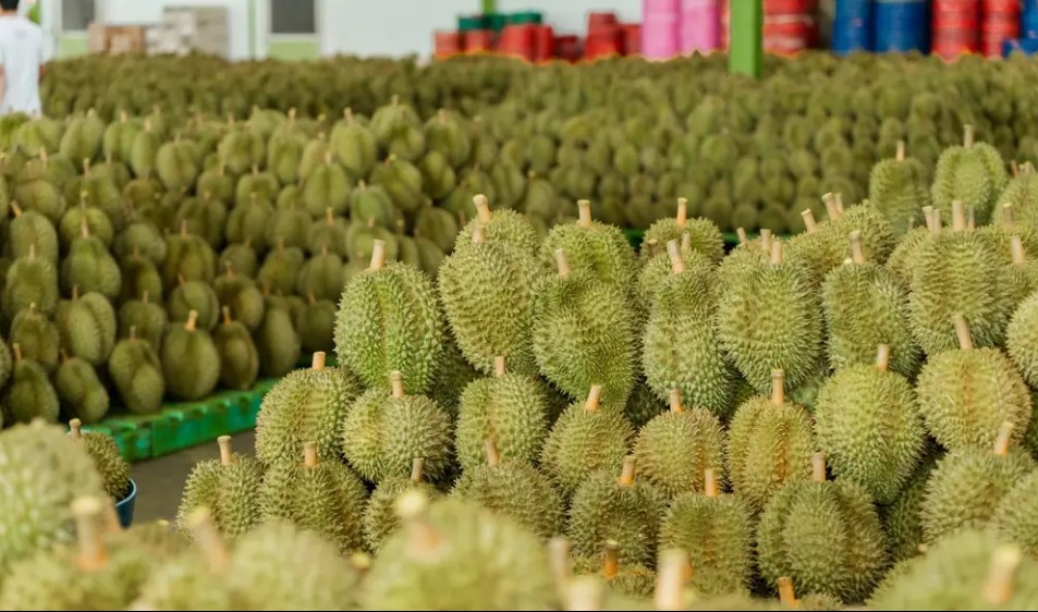 Đường sắt lạnh kéo giá sầu riêng tại Trung Quốc xuống thấp