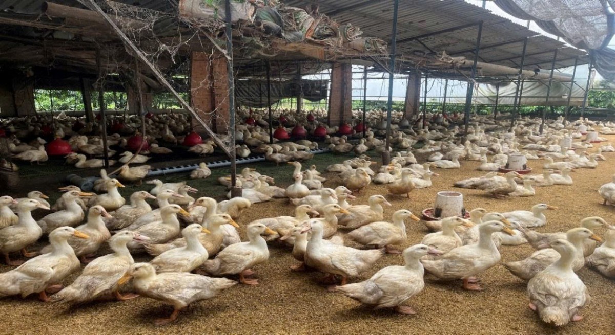 Hiệu quả từ mô hình nuôi vịt thương phẩm hướng thịt an toàn sinh học