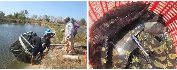 Nuôi cá mú trân châu trong ao đất: Hiệu quả nhờ làm nhà trú ẩn