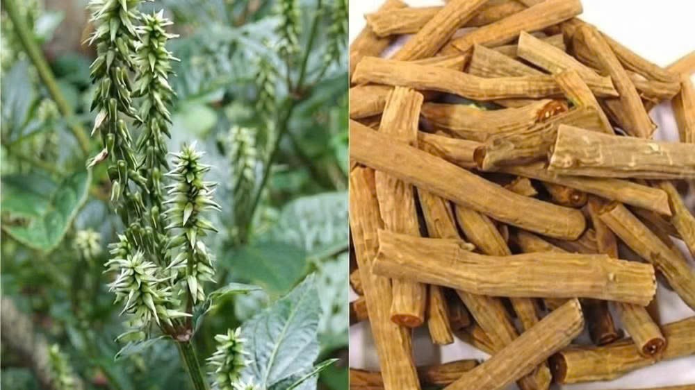 Sở Y tế tỉnh Đắk Lắk thông báo thu hồi thuốc cổ truyền Ngưu tất chích rượu