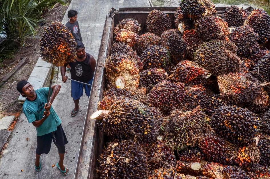 Indonesia thách thức Malaysia trong cuộc đua định giá dầu cọ