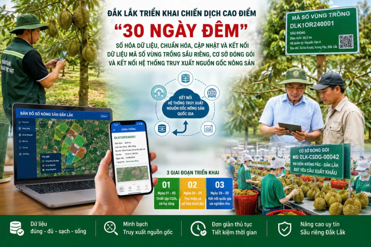 Đắk Lắk triển khai chiến dịch cao điểm “30 ngày đêm” số hóa dữ liệu vùng trồng sầu riêng