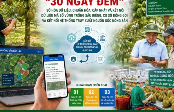 Đắk Lắk triển khai chiến dịch cao điểm “30 ngày đêm” số hóa dữ liệu vùng trồng sầu riêng