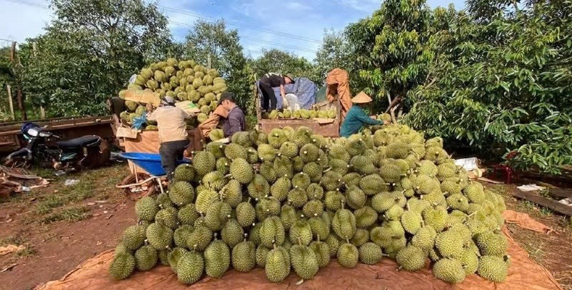 Gia Lai: Đẩy nhanh tiến độ cấp mã số vùng trồng, mã số cơ sở đóng gói