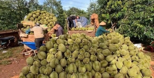 Gia Lai: Đẩy nhanh tiến độ cấp mã số vùng trồng, mã số cơ sở đóng gói
