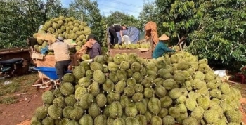 Gia Lai: Đẩy nhanh tiến độ cấp mã số vùng trồng, mã số cơ sở đóng gói