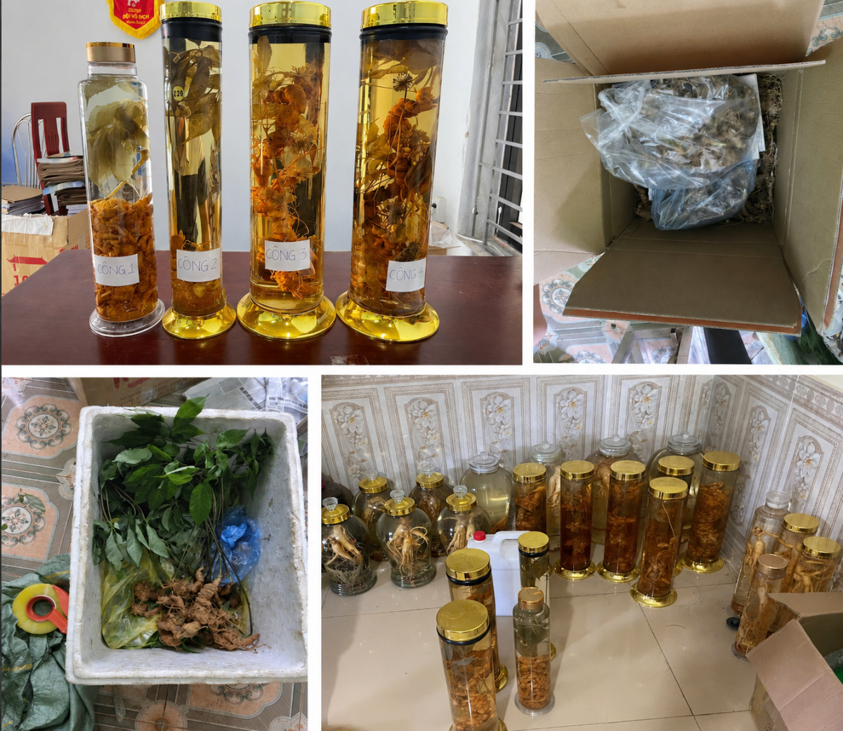 Khởi tố đối tượng bán sâm Ngọc Linh giả