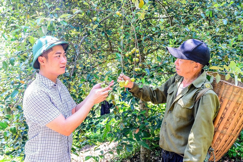 Mô hình chuyển đổi cây trồng bước đầu đang giúp cho người dân xã Pù Nhi có nhiều lựa chọn để phát triển kinh tế nông nghiệp.