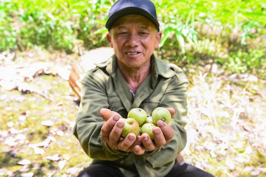 Riêng năm đầu tiên vườn táo mèo của ông Gia đã cho thu nhập gần 500 triệu đồng.