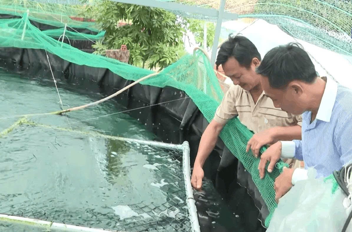 Nuôi cá chình tuần hoàn: Hướng đi mới cho vùng khô hạn