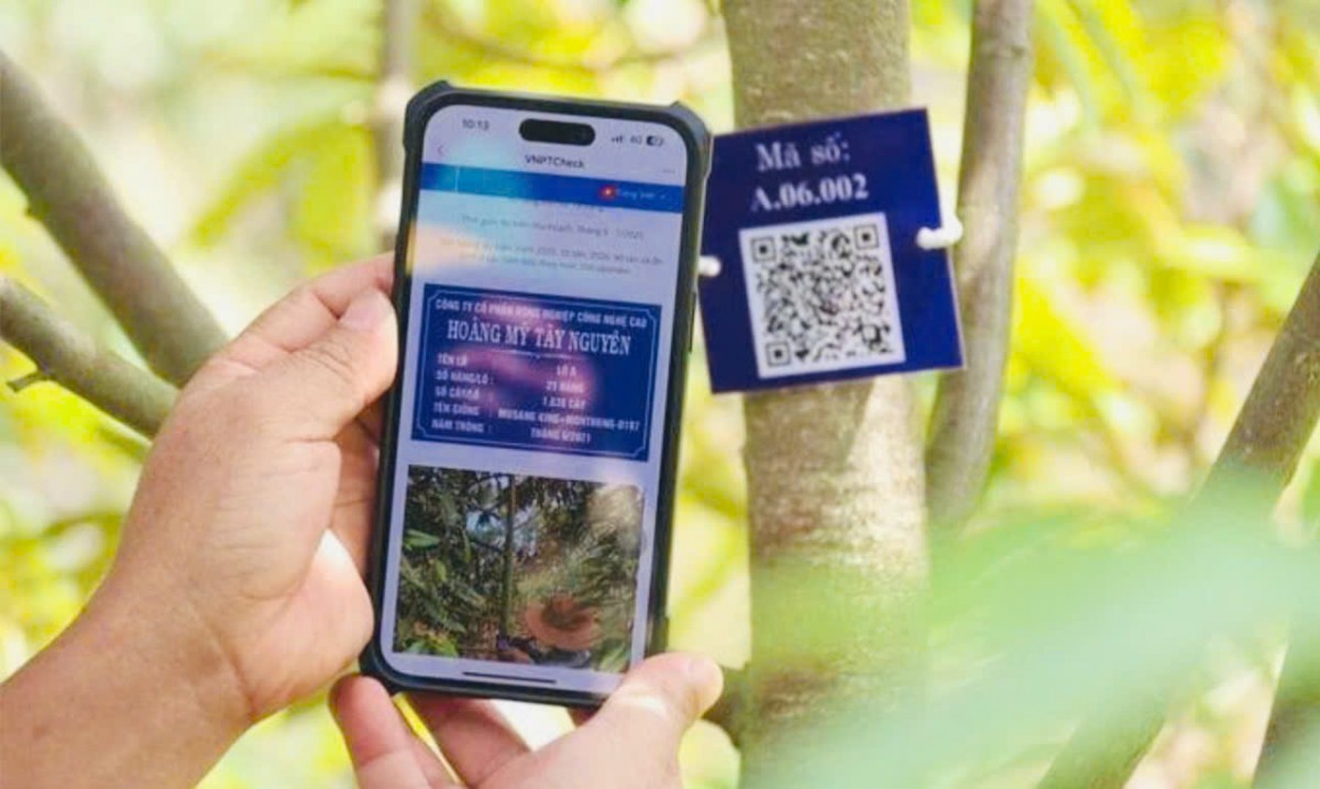 Lâm Đồng có thêm 13 mã số vùng trồng sầu riêng xuất khẩu sang Trung Quốc