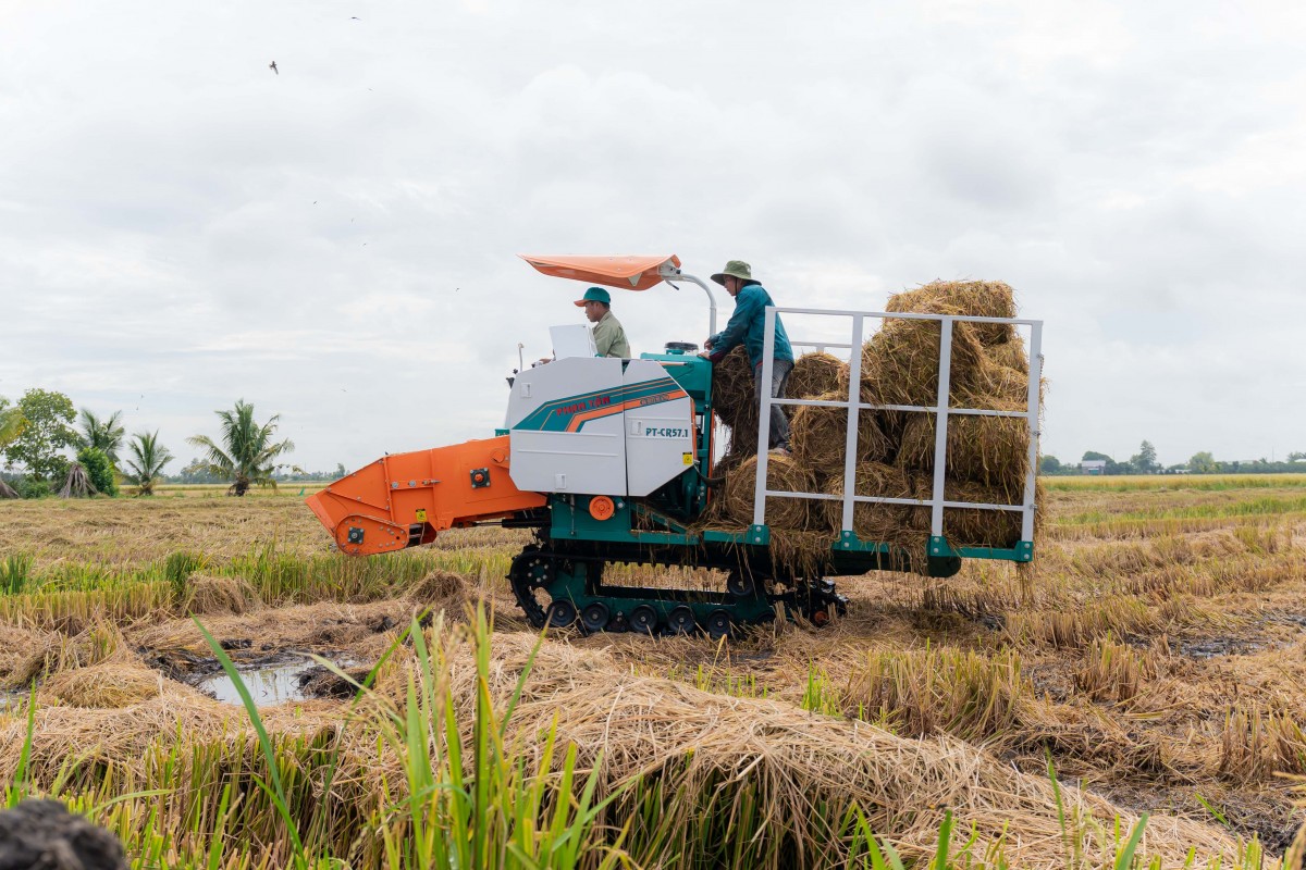 Phân bón Cà Mau mở đầu chuỗi canh tác lúa bền vững tại Đồng Tháp