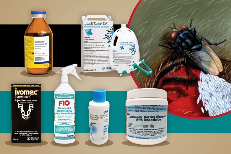 FDA cho phép sử dụng ivermectin để phòng ruồi giòi ở gia súc