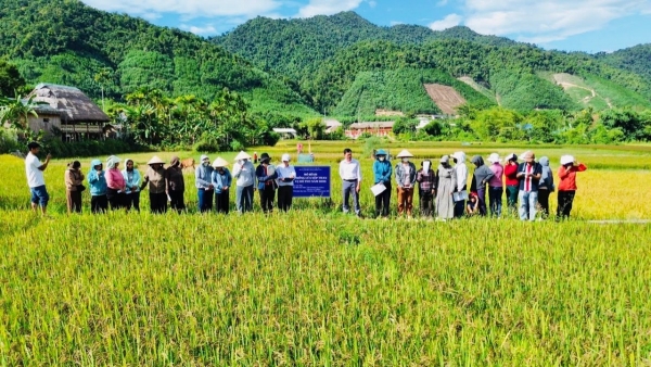 Tp. Huế: Xã Khe Tre hướng tới vùng nguyên liệu Nếp Than gắn với sản phẩm OCOP