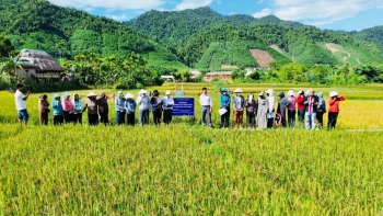 Tp. Huế: Xã Khe Tre hướng tới vùng nguyên liệu Nếp Than gắn với sản phẩm OCOP