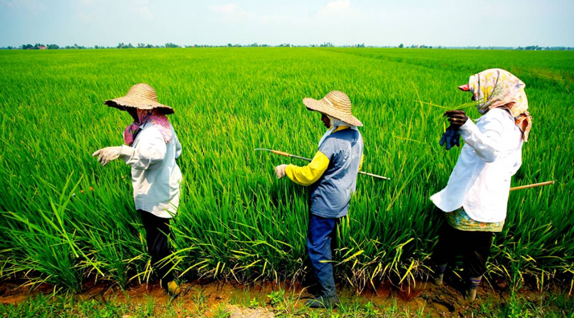 Malaysia tìm kiếm khả năng áp dụng mô hình của Trung Quốc nhằm gia tăng năng suất lúa gạo