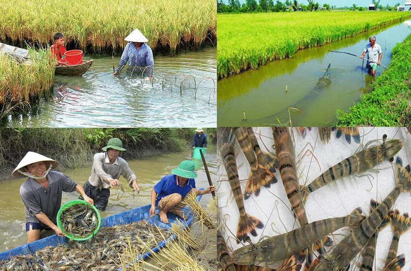 Malaysia tìm kiếm khả năng áp dụng mô hình của Trung Quốc nhằm gia tăng năng suất lúa gạo