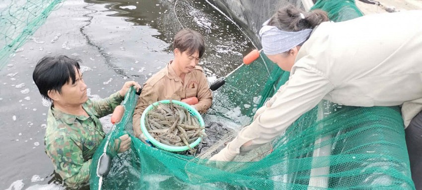 Người dân chủ động thu hoạch tôm để tránh bão tại xã Hoa Lộc, tỉnh Thanh Hóa và chuẩn bị xuống giống tôm nuôi vụ đông.