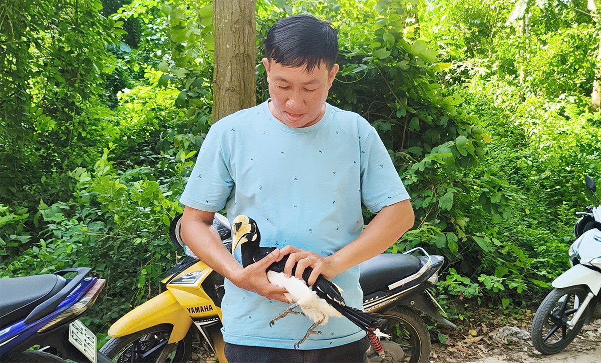 An Giang: Thả cá thể Cao cát bụng trắng quý hiếm về rừng Núi Cấm