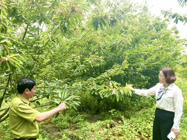 Nâng tầm cây dẻ, hình thành chuỗi giá trị bền vững