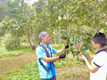 Ở tuổi 70 vẫn bền bỉ làm giàu từ vườn dẻ và đàn gà thả vườn