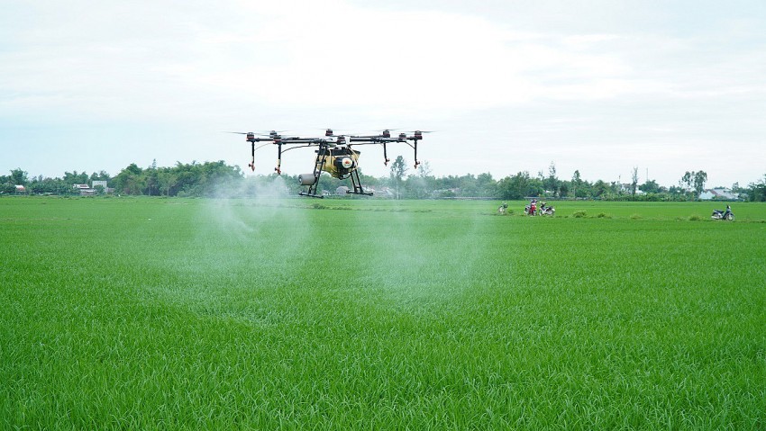 Sâu cuốn lá nhỏ nở rộ đúng lúc lúa trỗ, Hưng Yên căng mình bảo vệ vụ Mùa
