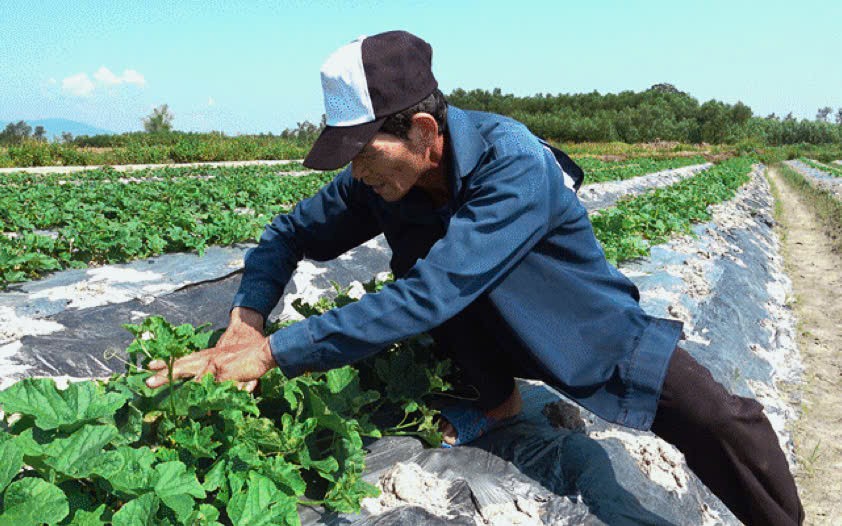 Đà Nẵng: Đất khó hóa cơ hội, nông dân Thăng Bình tìm hướng làm giàu mới