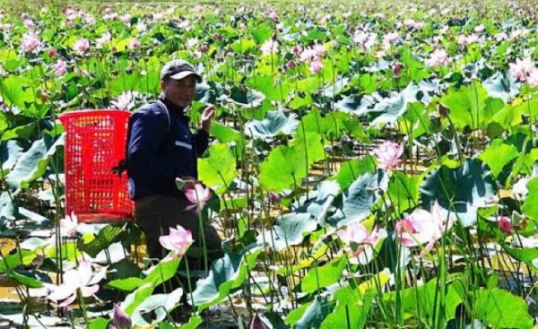 Đà Nẵng: Đất khó hóa cơ hội, nông dân Thăng Bình tìm hướng làm giàu mới