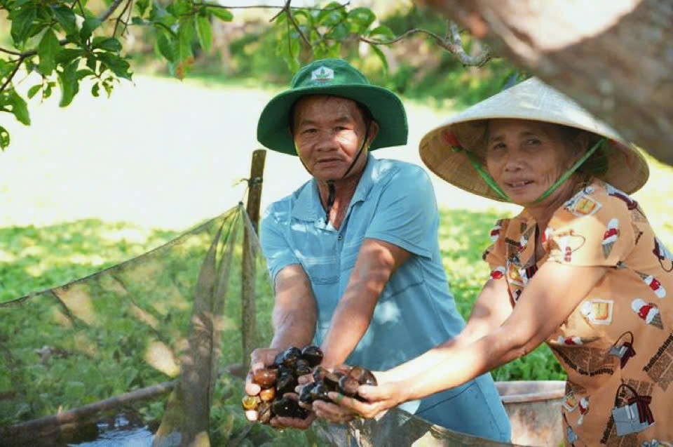 Đà Nẵng: Đất khó hóa cơ hội, nông dân Thăng Bình tìm hướng làm giàu mới