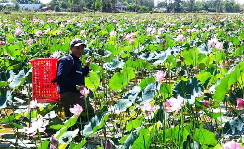 Đà Nẵng: Đất khó hóa cơ hội, nông dân Thăng Bình tìm hướng làm giàu mới