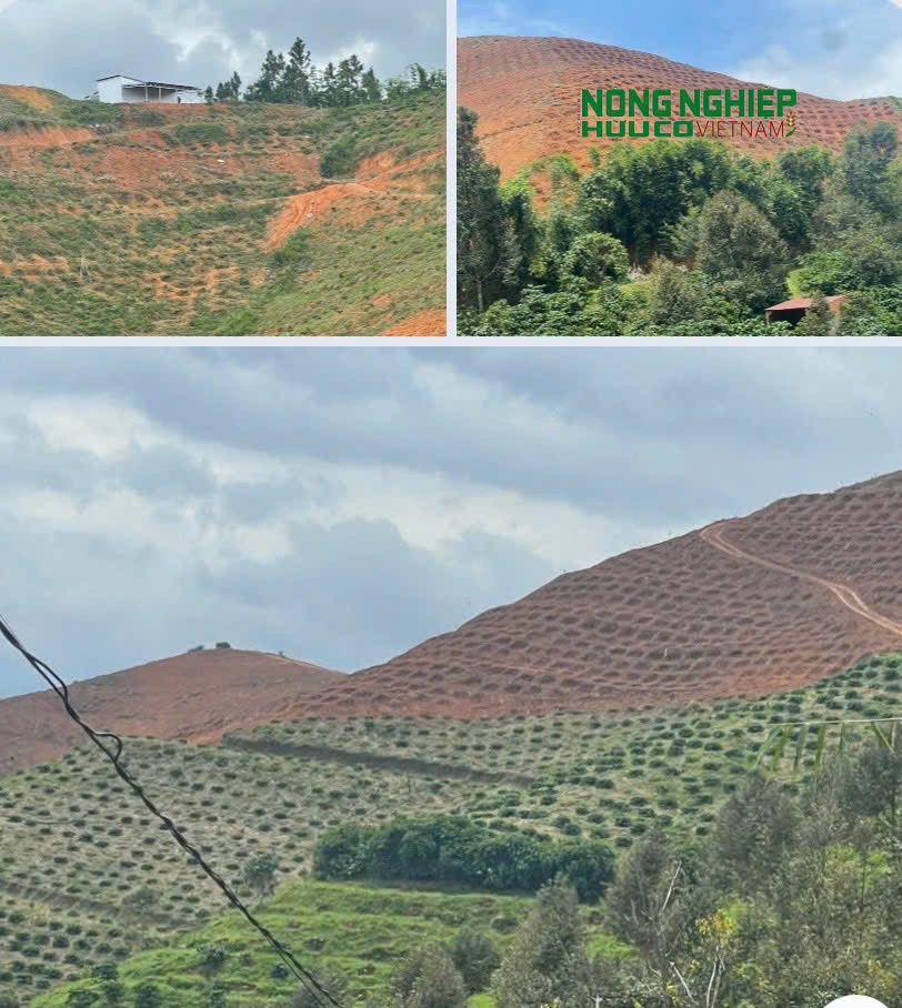 Đề nghị Công ty TNHH Thiên Đức giải tỏa diện tích đất dự án bị lấn chiếm, để trồng lại rừng