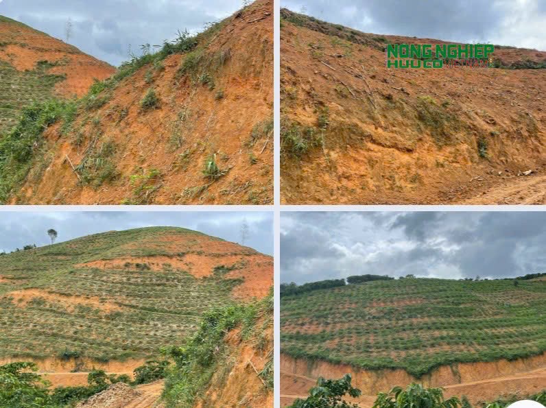 Đề nghị Công ty TNHH Thiên Đức giải tỏa diện tích đất dự án bị lấn chiếm, để trồng lại rừng