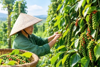 Hồ tiêu Việt Nam thu về 1,2 tỷ USD sau 8 tháng, Trung Quốc tăng mua mạnh
