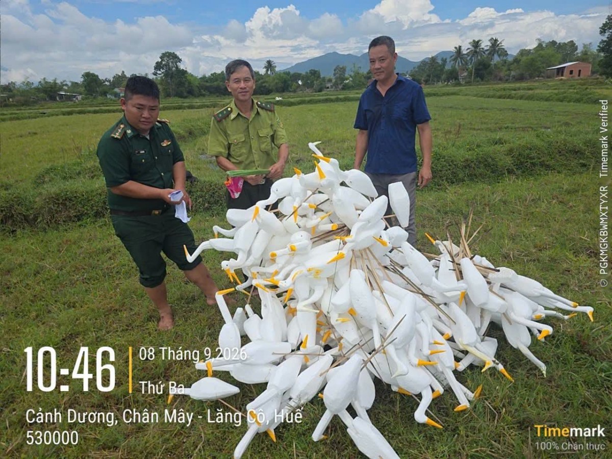 Xã Chân Mây - Lăng Cô ra quân ngăn chặn tình trạng bẫy, bắt chim trời