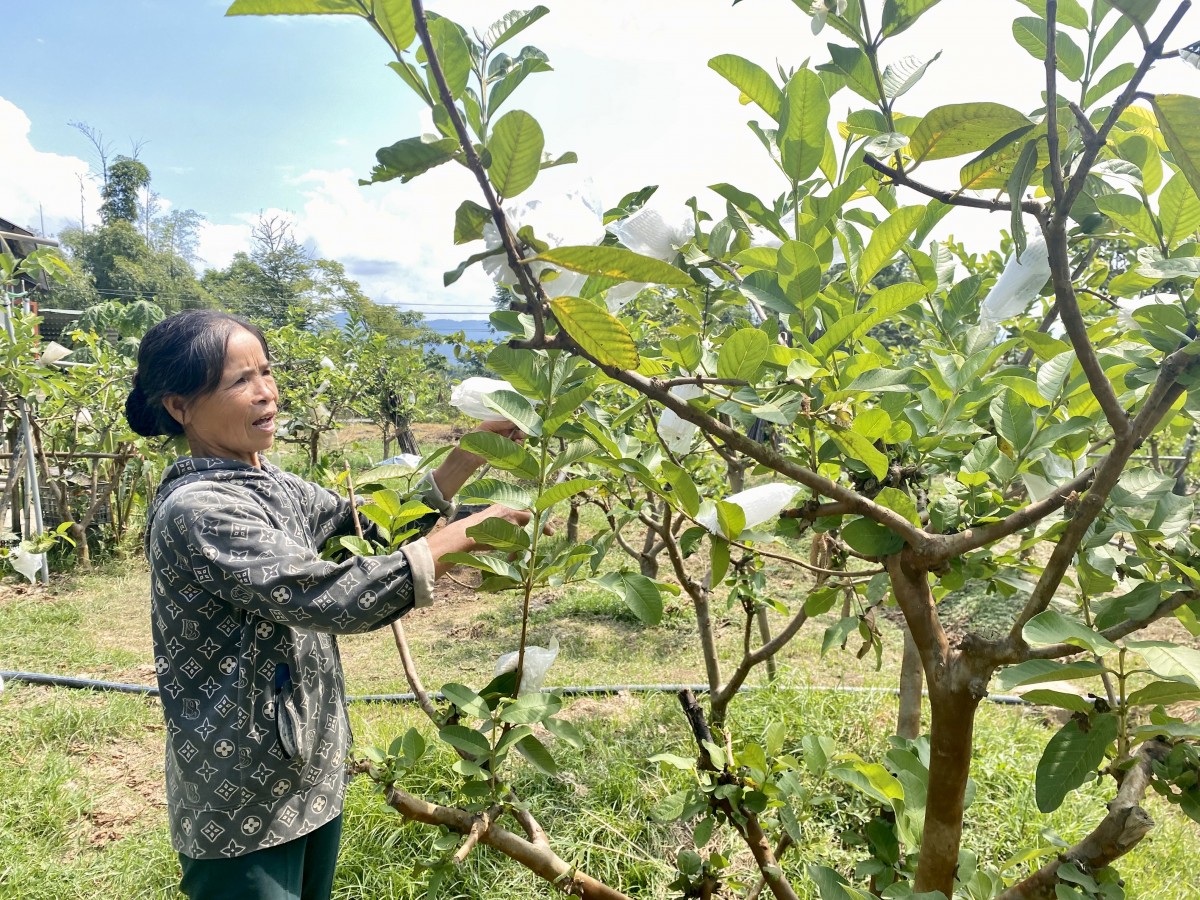 Nữ nông dân xuất sắc, bền bỉ 