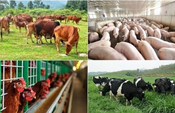 Hưng Yên hỗ trợ tới 2 tỷ đồng cho các cơ sở chăn nuôi công nghệ cao