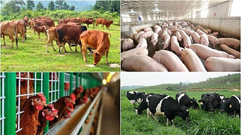 Hưng Yên hỗ trợ tới 2 tỷ đồng cho trang trại công nghệ cao: Ai có thể nhận?