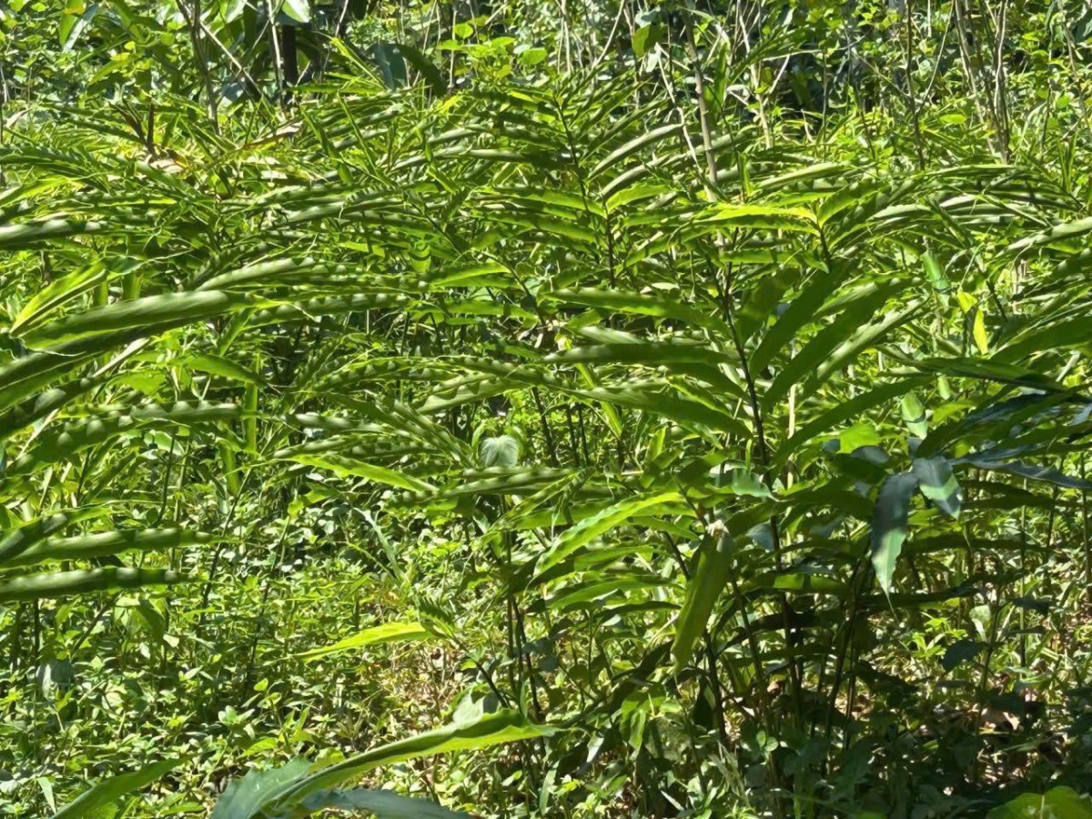 Sa nhân tím trồng dưới tán rừng tại xã Mường Quàng sinh trưởng tốt, tỷ lệ sống cao sau những tháng đầu triển khai mô hình.