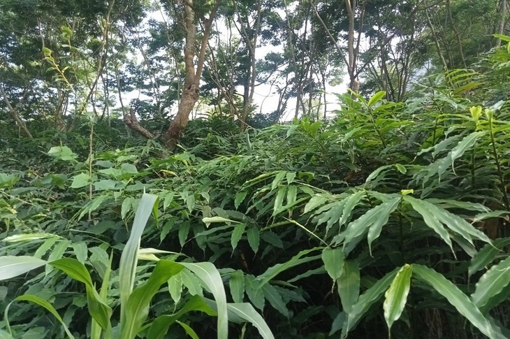 Sa nhân tím bén rễ Mường Quàng, mở sinh kế dưới tán rừng cho đồng bào Thái